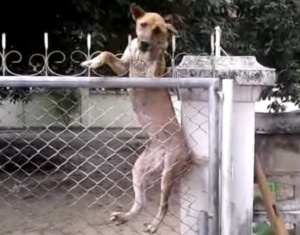 A dog climbing a fence, showing the right and wrong way to fence a canine 