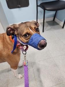 Nervous dog at the veterinarian, wearing a muzzle 