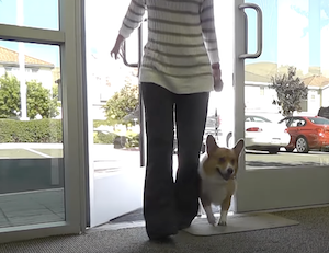 Dog walker, walking a dog into a building, placing the public at risk 