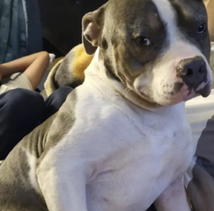 Pit bull dog named Aries attack's boy