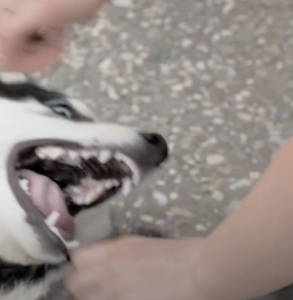 Canine attacks human hand