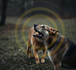 Circles showing the "zone of danger" around a canine 